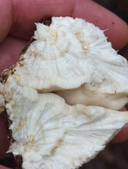 Tyromyces galactinus