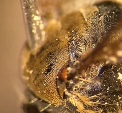 Andrena pandellei