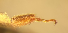 Andrena pandellei
