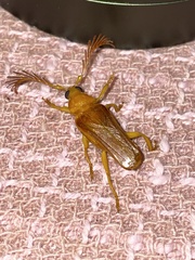 Image of Chasmogaster gabonensis