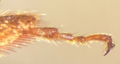 Andrena pandellei
