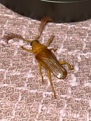 Chasmogaster gabonensis