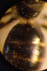 Lasioglossum laticeps