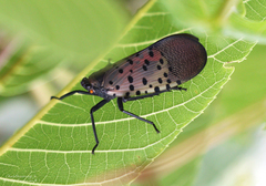 Lycorma delicatula