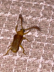 Chasmogaster gabonensis