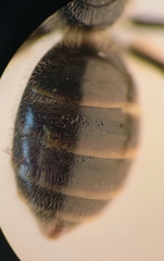 Lasioglossum laticeps