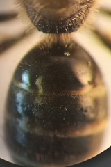 Lasioglossum laticeps