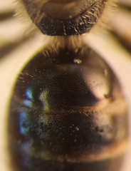 Lasioglossum laticeps