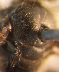 Lasioglossum laticeps