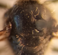 Lasioglossum laticeps