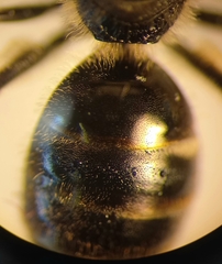 Lasioglossum laticeps