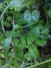 Brechmorhoga praecox