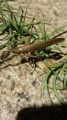 Hexacentrus fuscipes