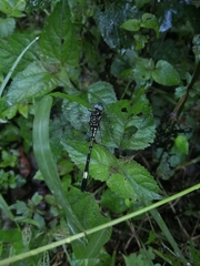Brechmorhoga praecox