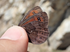 Erebia gorgone