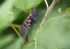 Lycorma delicatula