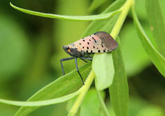 Lycorma delicatula