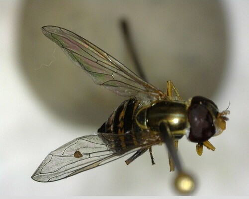iNaturalist observation photo of Western Calligrapher