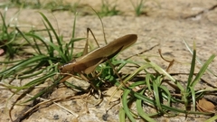 Hexacentrus fuscipes