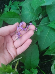Solanum dulcamara