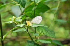 Leptosia nina niobe