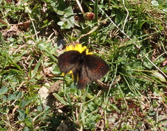 Erebia gorgone
