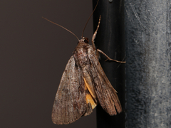 Catocala sordida