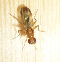 Clusia lateralis