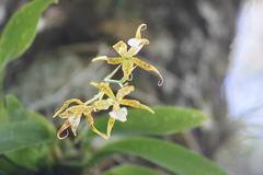 Rhynchostele cordata