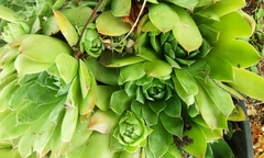 Sempervivum globiferum