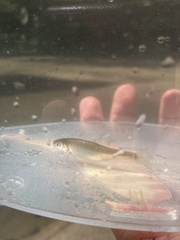 Cyprinella lutrensis