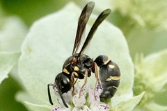 Stenodynerus fundatiformis