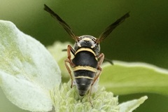 Stenodynerus fundatiformis