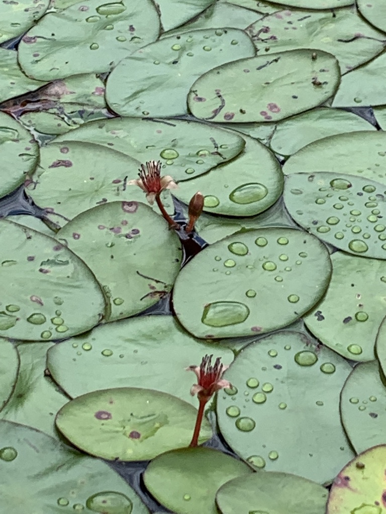 fanwort family