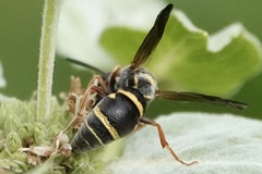 Stenodynerus fundatiformis