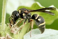 Stenodynerus fundatiformis