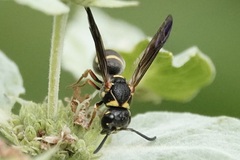 Stenodynerus fundatiformis