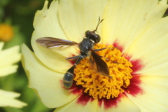 Physocephala sagittaria