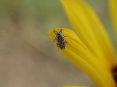 Cylindrocopturus