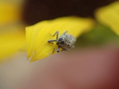 Cylindrocopturus