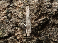 Batrachedra praeangusta