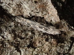 Batrachedra praeangusta
