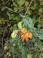 Colutea