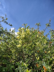Colutea