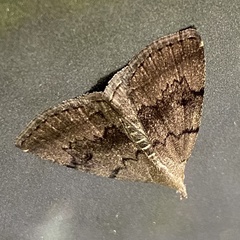 Zanclognatha dentata