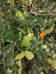 Colutea