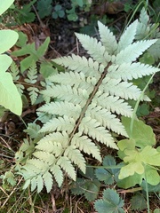 Athyrium niponicum