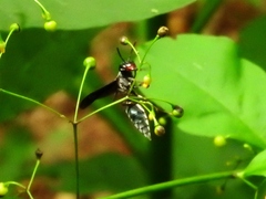 Synoeca septentrionalis