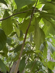 Asimina triloba
