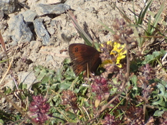 Erebia gorgone